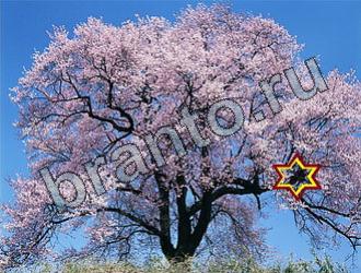 ответы на игру Найди животных Уровень 2212