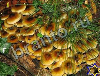 ответы на игру Найди животных Уровень 2215