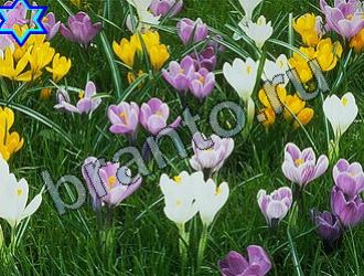 ответы на игру Найди животных Уровень 2216