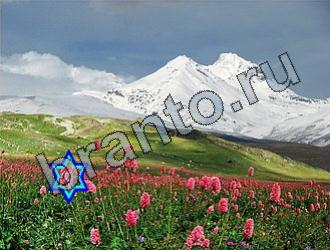 ответы на игру Найди животных Уровень 2217