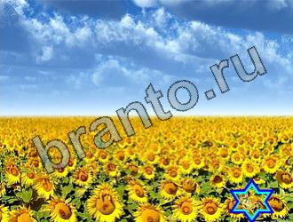 ответы на игру Найди животных Уровень 2223