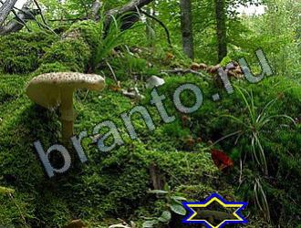 ответы на игру Найди животных Уровень 2226