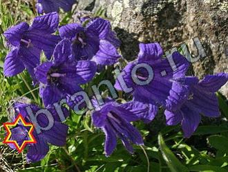 ответы на игру Найди животных Уровень 2229