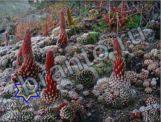 Найди животных ответы на игру Уровень 2231