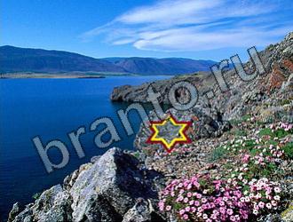 ответы к игре Найди животных Уровень 2233