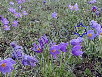 Найди животных Ответы Уровень 2239