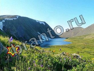 ответы на игру Найди животных Уровень 2240