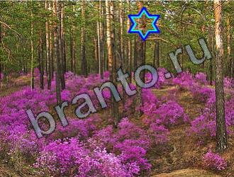 ответы на игру Найди животных одноклассники Уровень 2248