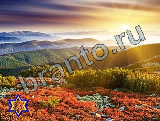 помощь на игру Найди животных Уровень 2249