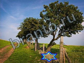 ответы на игру Найди животных Уровень 2254