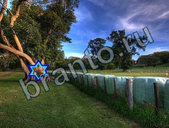 Найди животных подсказки в одноклассниках Уровень 2258