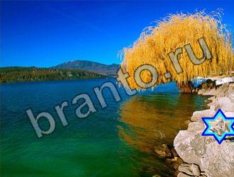 ответы на игру Найди животных Уровень 2265