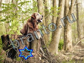 ответы на игру Найди животных Уровень 2266