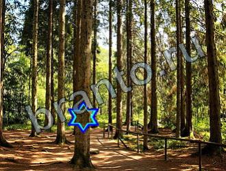 ответы на игру Найди животных Уровень 2268