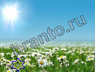 ответы на игру Найди животных Уровень 2270