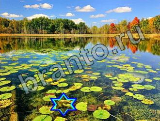 ответы на игру Найди животных Уровень 2275