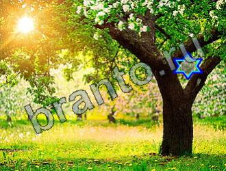 подсказки Найди животных Уровень 2294