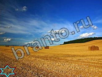 ответы на игру Найди животное Уровень 2295