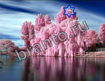 ответы на игру Найди животных Уровень 2306