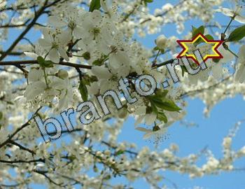 Найди животных подсказки в одноклассниках Уровень 2308