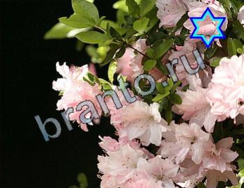 Игра Найди животных ответы Уровень 2310