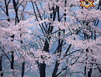 ответы на игру Найди животных Уровень 2311