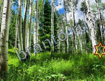 ответы на игру Найди животных Уровень 2312