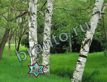 ответы на игру Найди животных Уровень 2313