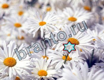 ответы на игру Найди животных Уровень 2316