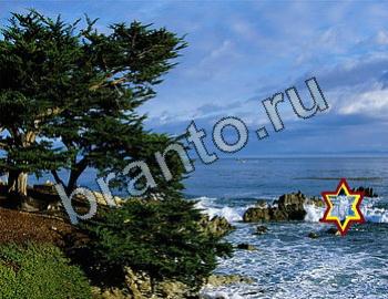 ответы на игру Найди животных Уровень 2317