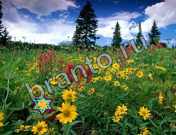 ответы на игру Найди животных Уровень 2322