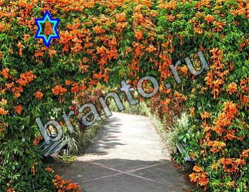 ответы на игру Найди животных Уровень 2323