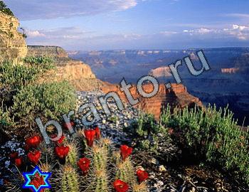 ответы на игру Найди животных Уровень 2326