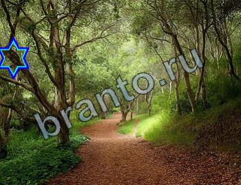 ответы на игру Найди животных Уровень 2329