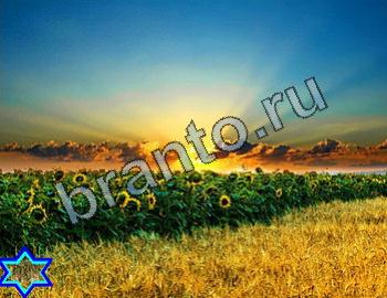 ответы на игру Найди животных Уровень 2332