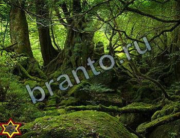 ответы на игру Найди животных Уровень 2334