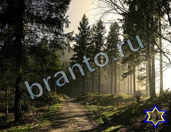 ответы на игру Найди животных Уровень 2335