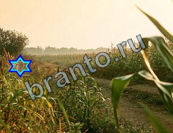 помощь на игру Найди животных Уровень 2349