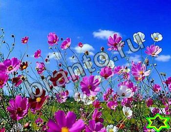 ответы на игру Найди животных Уровень 2352