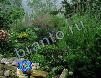 Найди животных решебник Уровень 2355