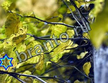 ответы на игру Найди животных Уровень 2357