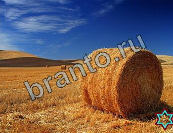 Найди животных подсказки в одноклассниках Уровень 2358