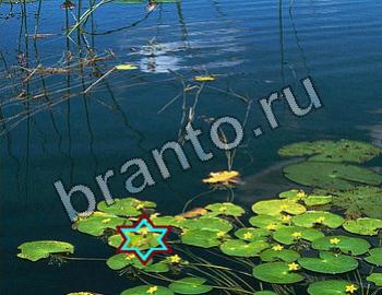 ответы на игру Найди животных Уровень 2359