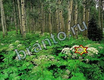 Игра Найди животных ответы Уровень 2360