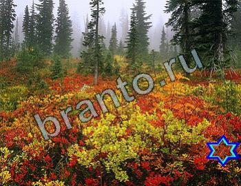 ответы на игру Найди животных Уровень 2361