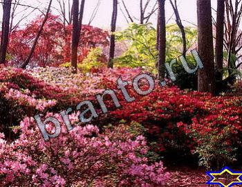 ответы на игру Найди животных Уровень 2363