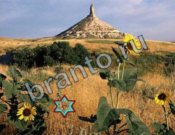 ответы на игру Найди животных Уровень 2364