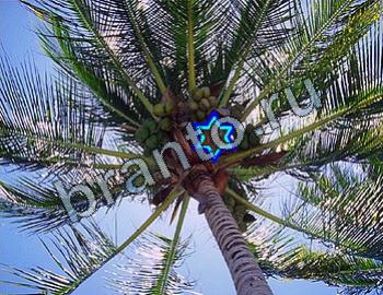 ответы на игру Найди животных Уровень 2365