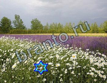 ответы на игру Найди животных Уровень 2367