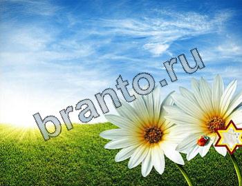 ответы на игру Найди животных Уровень 2368